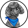 Bandanna Blue Poodle