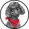 Bandanna Red Poodle