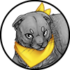 Bandanna Yellow Scottish Fold